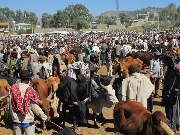 © 2017 AU-IBAR. Livestock Market.