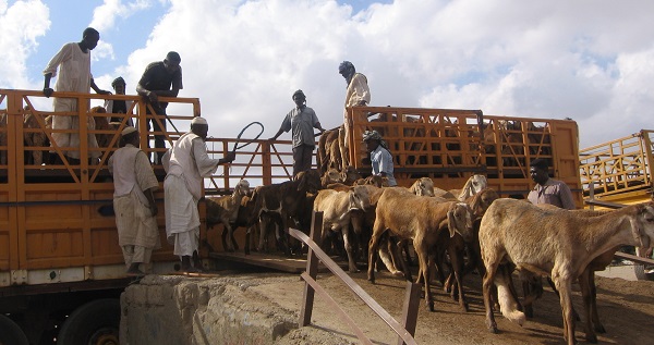 ©2021 AU IBAR, Landing Cattle, Sudan 